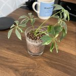 観葉植物　卓上植物