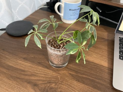 観葉植物　卓上植物