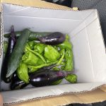 なすび　きゅうり　ぴーまん