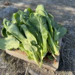 小松菜