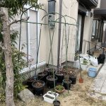 ビニールハウス