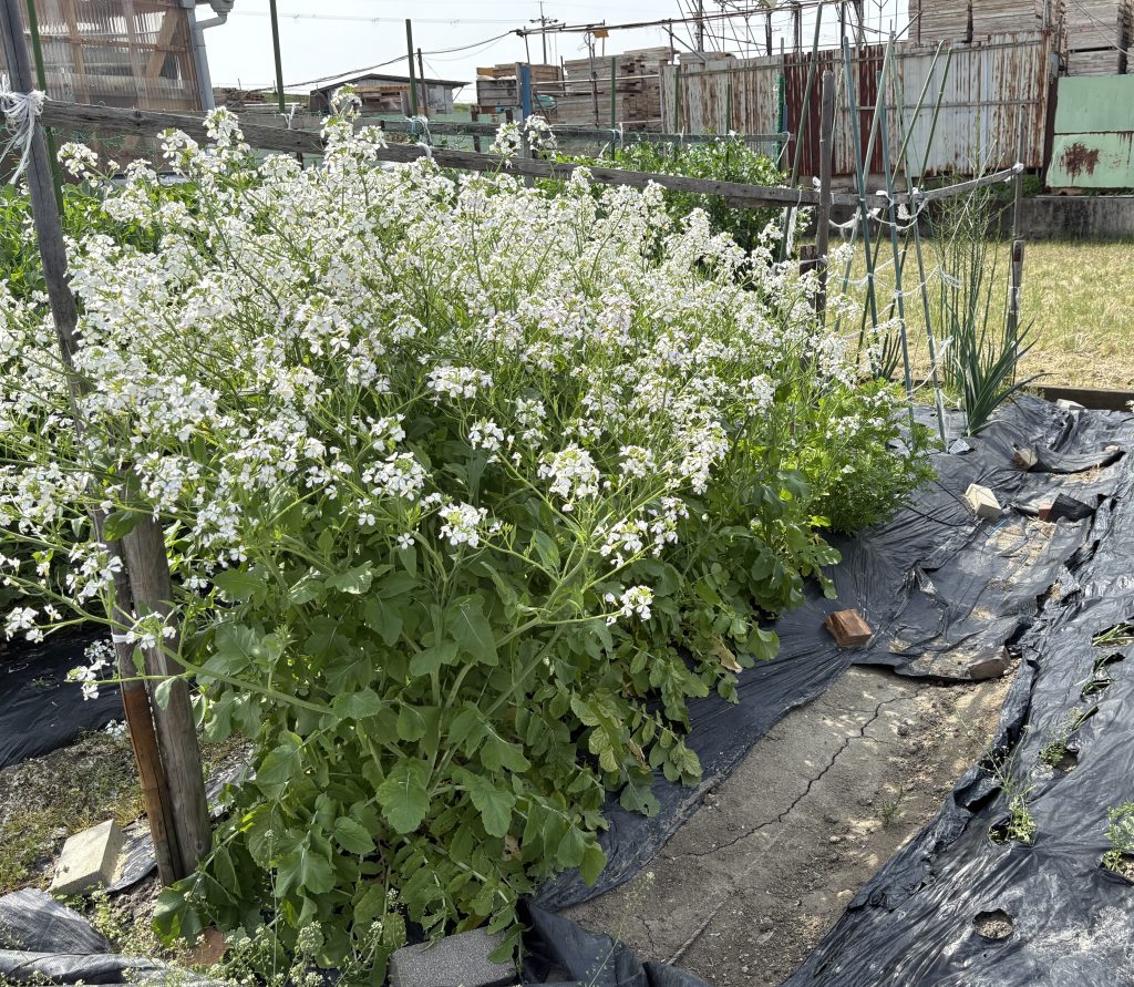 大根の花
