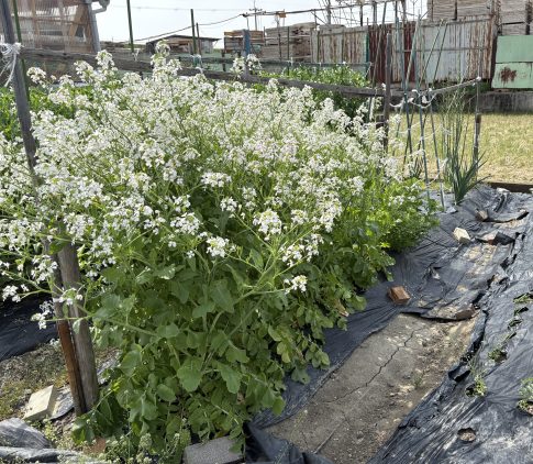 大根の花