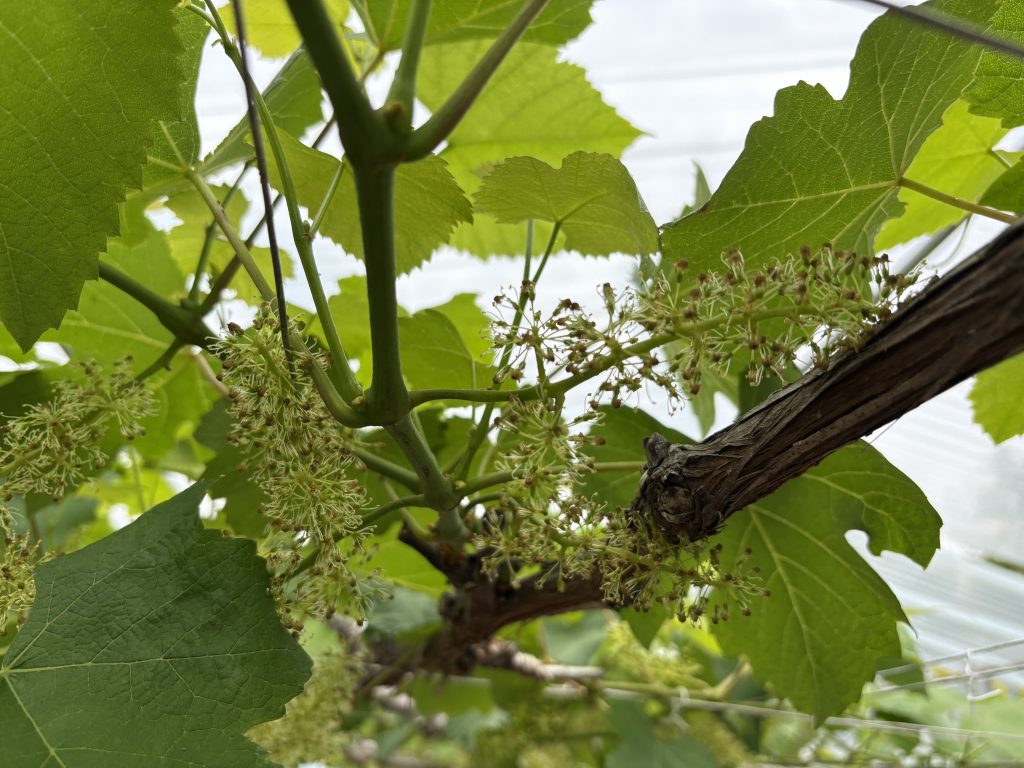デラウェアの花