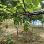 シャインマスカット