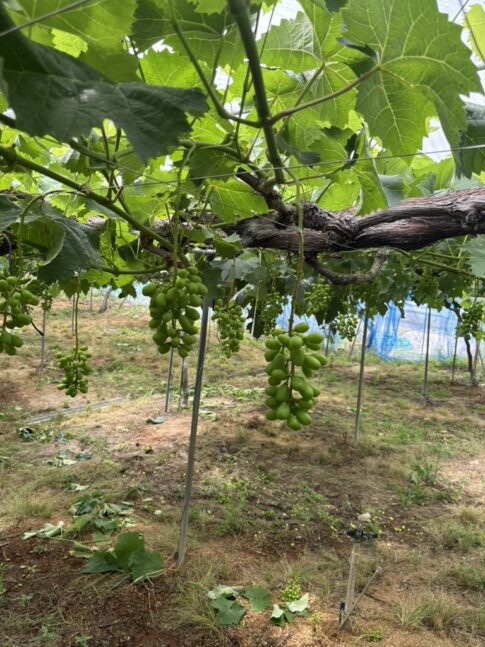 シャインマスカット