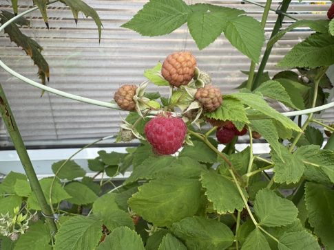ラズベリー