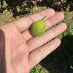 みかんの自然落下