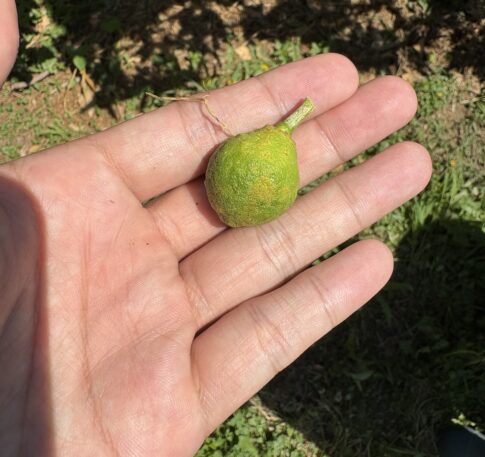 みかんの自然落下