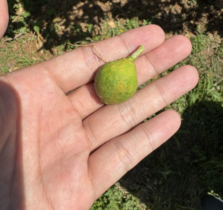 みかんの自然落下