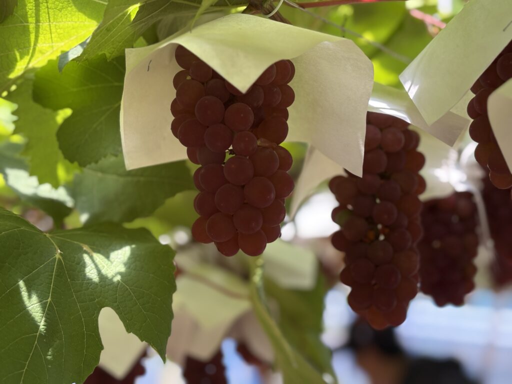 ぶどう デラウェア