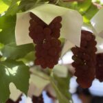 ぶどう デラウェア