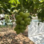 シャインマスカット