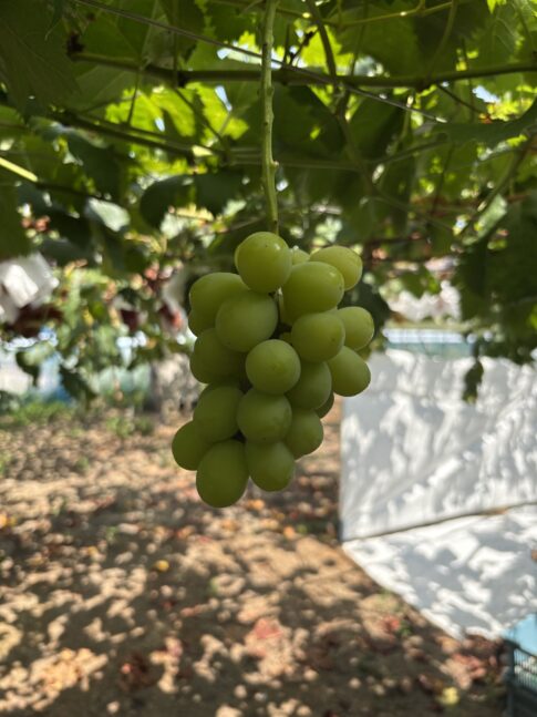 シャインマスカット