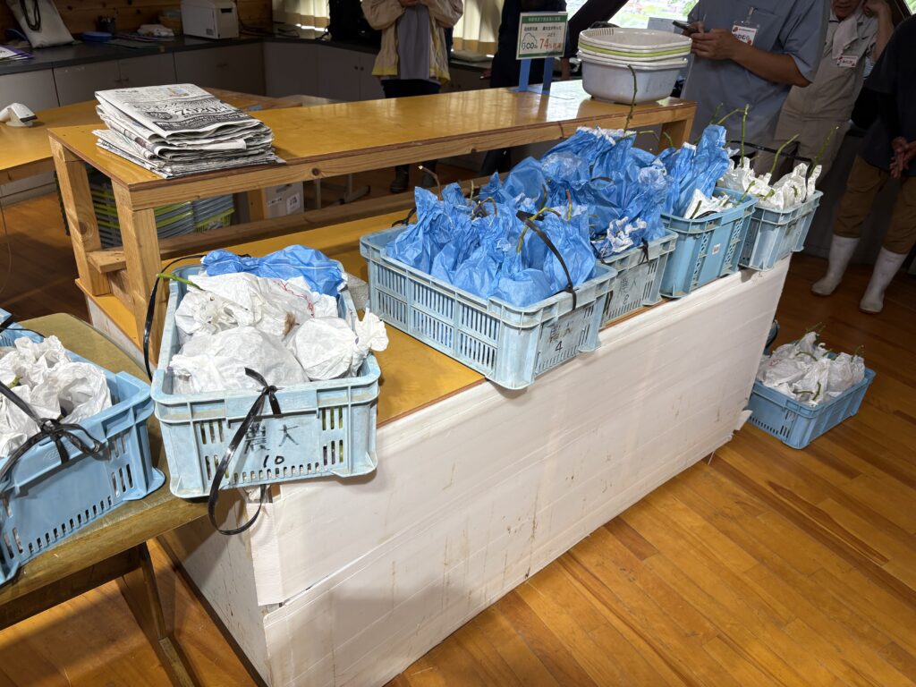 ぶどうの出荷調整