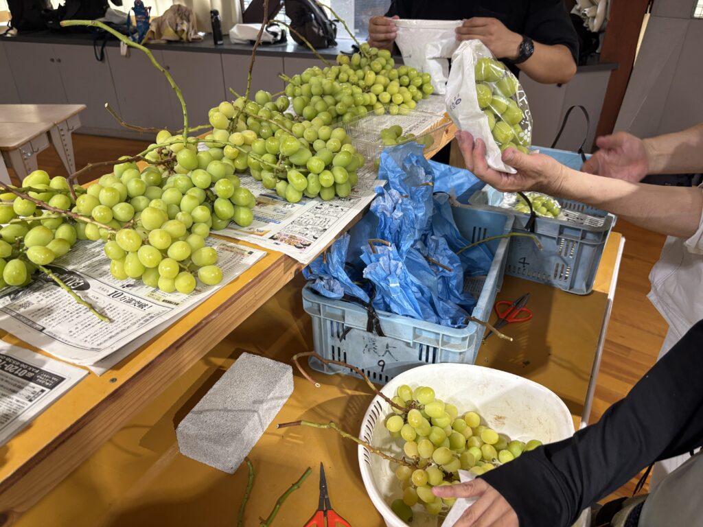 ぶどうの検品