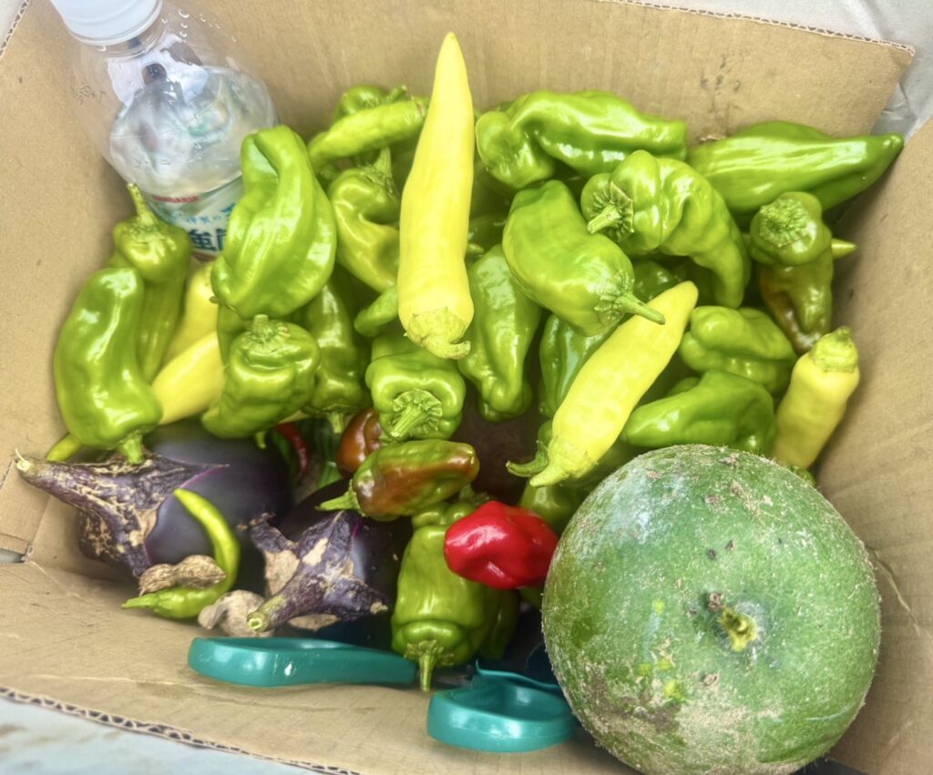 収穫した野菜