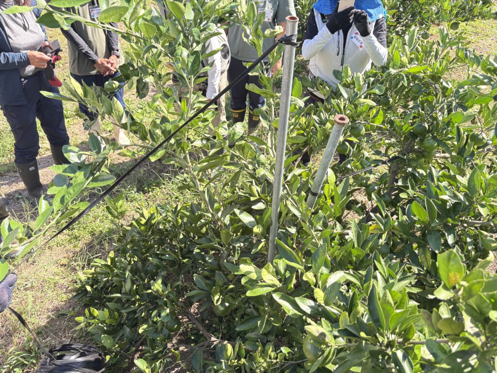 みかんの枝吊り