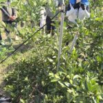 みかんの枝吊り