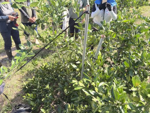 みかんの枝吊り