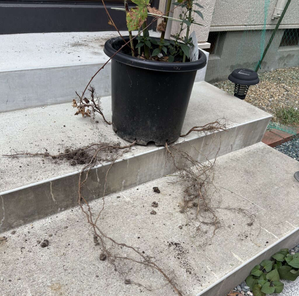 ブラックベリーの根っこ