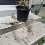 ブラックベリーの根っこ