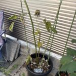 ブラックベリー