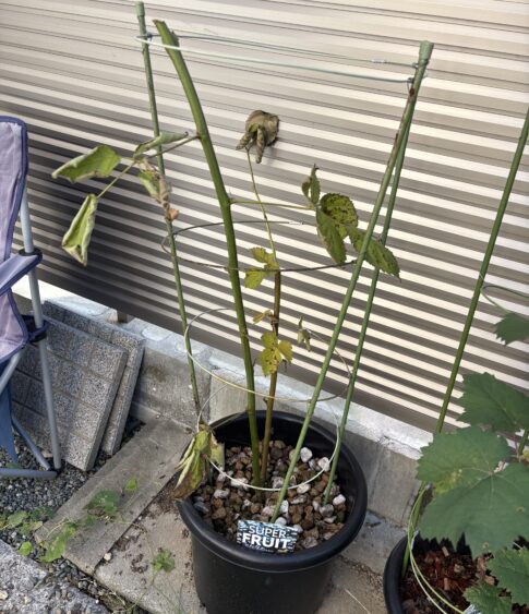 ブラックベリー