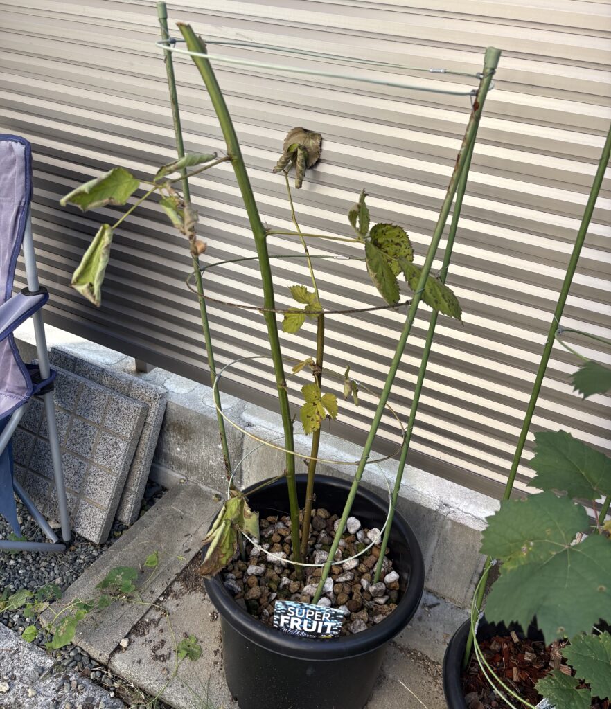 ブラックベリー