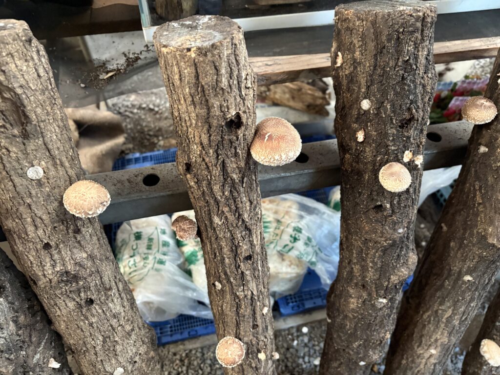 原木になる椎茸