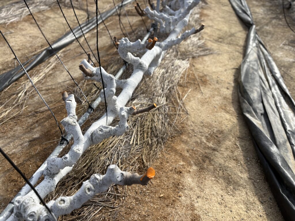 剪定後のいちじく