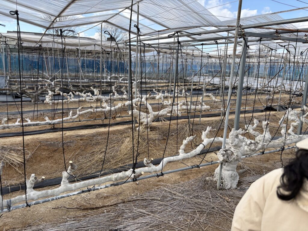 剪定後いちじく全体感