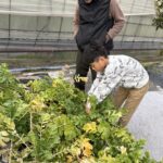 大根収穫